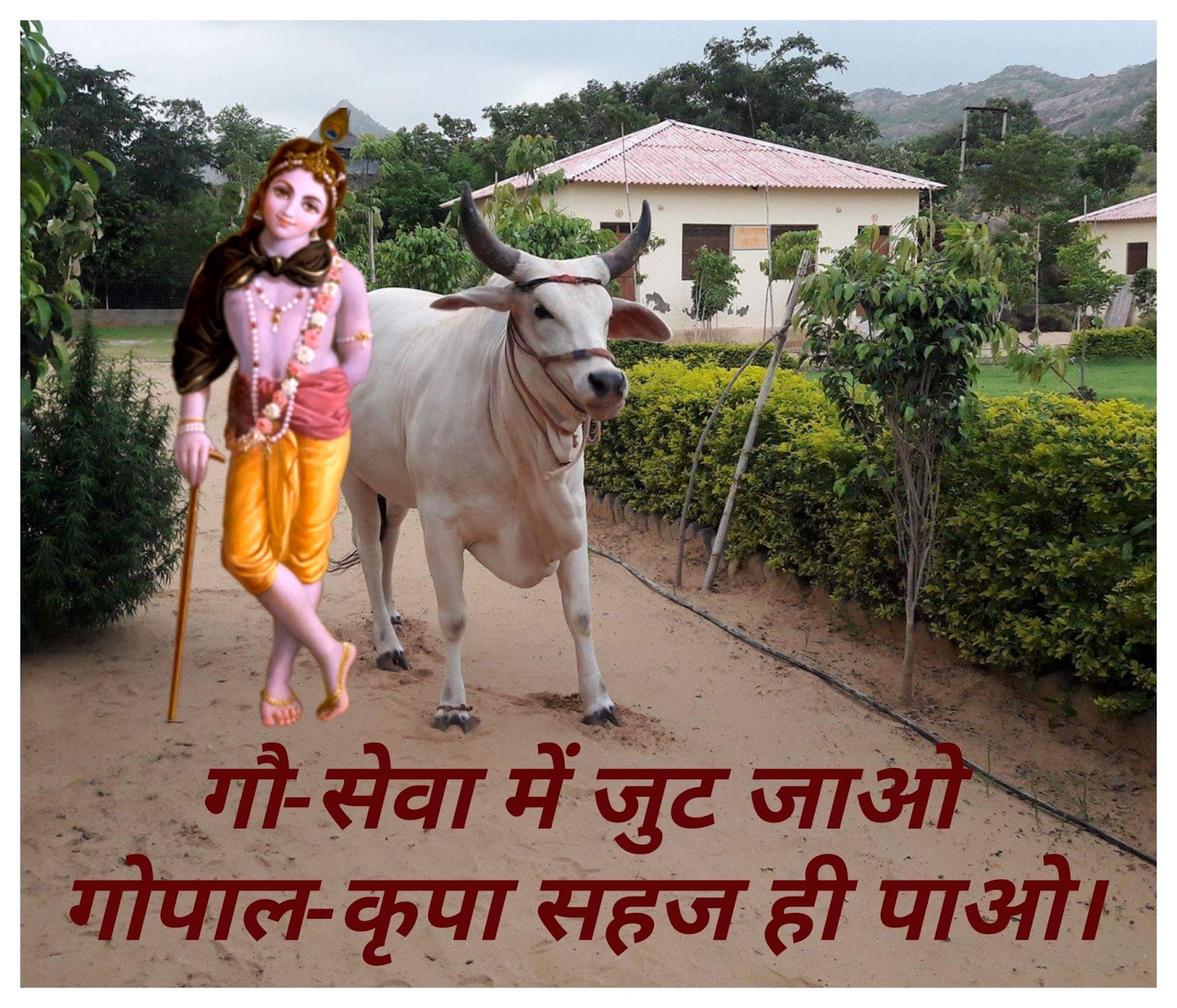 Cow Gau Mata Image Pic with Quotes