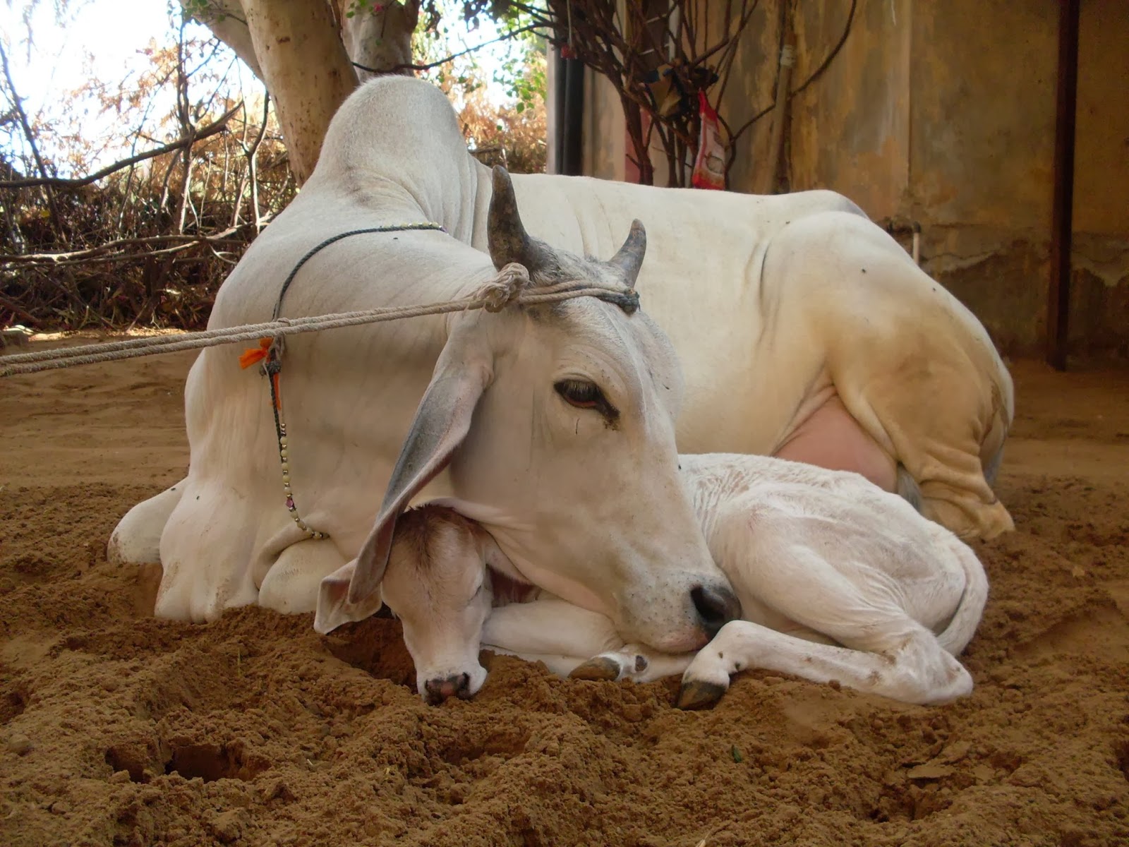 Cow Gau Mata Image with His Child